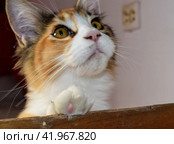 Mainecoon cat, Giant maine coon cat. Breeding of purebred cats at home. Стоковое фото, фотограф Леонид Еремейчук / Фотобанк Лори