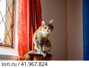 Mainecoon cat, Giant maine coon cat. Breeding of purebred cats at home. Стоковое фото, фотограф Леонид Еремейчук / Фотобанк Лори