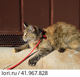 Mainecoon cat, Giant maine coon cat. Breeding of purebred cats at home. Стоковое фото, фотограф Леонид Еремейчук / Фотобанк Лори