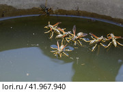 Wasps Polistes drink water. Wasps drink water from the pan, swim on the surface of the water, do not sink. Стоковое фото, фотограф Леонид Еремейчук / Фотобанк Лори