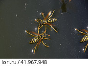 Wasps Polistes drink water. Wasps drink water from the pan, swim on the surface of the water, do not sink. Стоковое фото, фотограф Леонид Еремейчук / Фотобанк Лори