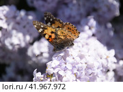 Butterfly Vanessa cardui on lilac flowers. Pollination blooming lilacs. Стоковое фото, фотограф Леонид Еремейчук / Фотобанк Лори