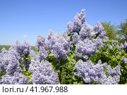 Flowers blooming lilac. Beautiful purple lilac flowers outdoors. Стоковое фото, фотограф Леонид Еремейчук / Фотобанк Лори