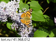 Butterfly Vanessa cardui on lilac flowers. Pollination blooming lilacs. Стоковое фото, фотограф Леонид Еремейчук / Фотобанк Лори