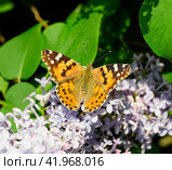Butterfly Vanessa cardui on lilac flowers. Pollination blooming lilacs. Стоковое фото, фотограф Леонид Еремейчук / Фотобанк Лори