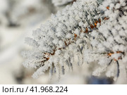 Winter magic. Blue spruce in frost. After the thaw, frost struck and the trees were covered with frost. Стоковое фото, фотограф Андрей Жигальцов / Фотобанк Лори
