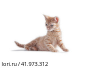 bright red kitten standing and looking right on a white background. Стоковое фото, фотограф Артем Курутин / Фотобанк Лори