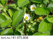 Blooming strawberry bushes in the garden on a summer sunny day. Стоковое фото, фотограф Коханова Наталья / Фотобанк Лори