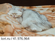 A silvery British cat sleeps sweetly on the bed. Pets at home. Стоковое фото, фотограф Неведицына Елена / Фотобанк Лори