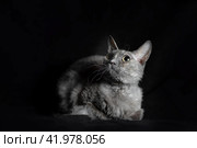 gray cat of breed brush sphinx isolated. Стоковое фото, фотограф Артем Курутин / Фотобанк Лори