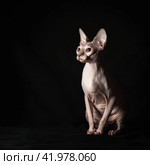 pink hairless sphinx purebred cat sits on black velvet on a dark background. Стоковое фото, фотограф Артем Курутин / Фотобанк Лори