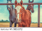 stud farm three horses in a paddock behind a fence. Стоковое фото, фотограф Артем Курутин / Фотобанк Лори