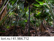 Palm forest of Vallee de Mai, Praslin island, Seychelles. Стоковое фото, фотограф EugeneSergeev / Фотобанк Лори