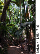 Natural reserve park Vallee de Mai, Praslin island, Seychelles (2023 год). Стоковое фото, фотограф EugeneSergeev / Фотобанк Лори