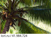 Coconut palm with fruits on a sunny day, Cocos nucifera. Anse Lazio beach, Praslin, Seychelles. Стоковое фото, фотограф EugeneSergeev / Фотобанк Лори