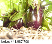 Зреют баклажаны. Баклажан, или Паслён тёмноплодный (лат. Solanum melongena) — вид многолетних травянистых растений рода Паслён (Solanum). Возделывается как однолетнее растение. Стоковое фото, фотограф Сергей Елизарьев / Фотобанк Лори
