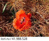 Яркий красный мак и сосновые иголки. Мак (лат. Papaver) — род травянистых растений семейства Маковые (Papaveraceae) Стоковое фото, фотограф Сергей Елизарьев / Фотобанк Лори