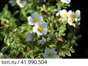 Цветы белой лапчатки cinquefoil Potentilla на кусте, крупный план. Стоковое фото, фотограф Юлия Королева / Фотобанк Лори