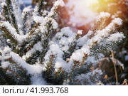 Зимняя снежная ель греется в лучах теплого солнышка. Стоковое фото, фотограф Евгения Золкина / Фотобанк Лори