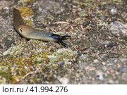 The slug Krynickillus melanocephalus crawls along the paths in the garden. The slug Krynickillus melanocephalus is a terrestrial gastropod mollusk of the order pulmonate snails of the family Agriolimacidae. Стоковое фото, фотограф Андрей Жигальцов / Фотобанк Лори