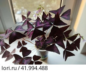 Ornate houseplants: a lush bouquet of triangular oxalis in soft evening light; photo sketch on the windowsill. Bicolor leaves and small pink flowers of purple wood sorrel looks great in any interior. Стоковое фото, фотограф Анатолий Власов / Фотобанк Лори