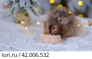 A funny shaggy fluffy hamster nibbles feed seeds from a bowl on a Christmas background with fairy lights and bokeh. Стоковое видео, видеограф Ольга Симонова / Фотобанк Лори