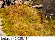 Moss (lat. Bryophyta) in spring on a garden plot. Стоковое фото, фотограф Андрей Жигальцов / Фотобанк Лори