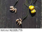 Carp bait. Corn and oparod on the hook. Baiting fish on fishing. Close-up, selective focus, Top view. Стоковое фото, фотограф Оксана Медведева / Фотобанк Лори