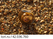 Макро фото пустой раковины улитки / macro photo of an empty broken shell. Стоковое фото, фотограф Александр Паньков / Фотобанк Лори