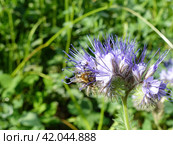 Фацелия (Phacelia) — род растений семейства Водолистниковые (Hydrophyllaceae).Она вырастает на высоту от 50 см до 1 метра и представляет из себя травянистое, сильно разветвленное растение. Стоковое фото, фотограф Сергей Елизарьев / Фотобанк Лори