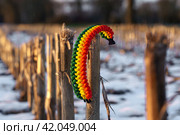Paracord bracelet. Стоковое фото, фотограф Артем Лукин / Фотобанк Лори
