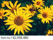 False yellow sunflower grows in summer flower garden. Стоковое фото, фотограф Александра Конопля / Фотобанк Лори