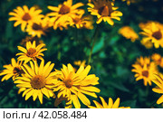 False yellow sunflower grows in summer flower garden. Стоковое фото, фотограф Александра Конопля / Фотобанк Лори