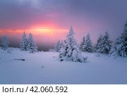 Зимний пейзаж с покрытыми снегом деревьями. Красочный морозный рассвет на вершине горы в Национальном парке Зюраткуль. Стоковое фото, фотограф Сергей Егоров / Фотобанк Лори
