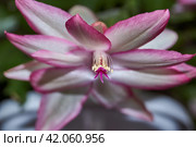 Schlumbergera bloomed to the cold in late autumn. Schlumbergera (lat. Schlumbergera) is a genus of epiphytic cacti distributed in tropical forests. Стоковое фото, фотограф Андрей Жигальцов / Фотобанк Лори