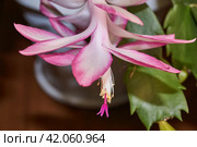 Schlumbergera bloomed to the cold in late autumn. Schlumbergera (lat. Schlumbergera) is a genus of epiphytic cacti distributed in tropical forests. Стоковое фото, фотограф Андрей Жигальцов / Фотобанк Лори