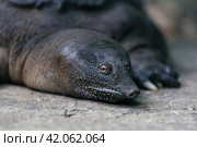 Portrait of a resting turtle Trionyx triunguis. Стоковое фото, фотограф Евдокимов Максим / Фотобанк Лори