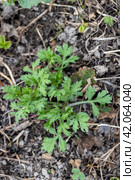 mugwort that grows well in spring. Стоковое фото, фотограф Ольга Сейфутдинова / Фотобанк Лори