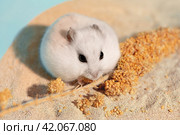 Hungry hamster eating seeds of spray millet on bathing sand. Happy rodent with full cheek pouches sitting next to treat. Голодный хомяк ест сенегальское просо на песке для купания. Счастливый грызун с полными защёчными мешками сидит в ванночке для купания. Стоковое фото, фотограф Ира Орлова / Фотобанк Лори