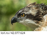 large portrait of an osprey bird of prey. Стоковое фото, фотограф Данил Хусаинов / Фотобанк Лори