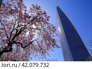 Цветущая сакура и здание небоскреба Lotte World Tower в Сеуле (2018 год). Стоковое фото, фотограф Римма Тельнова / Фотобанк Лори