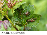 Red currant leaves attacked by the fungus Anthracnose. Gallic aphids on the leaves. Стоковое фото, фотограф Ольга Сейфутдинова / Фотобанк Лори