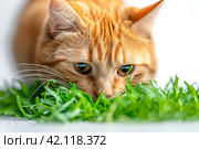 Striped cat eats green grass on white background, green succulent grass for cats, sprouted oats are good for cats. Стоковое AI-изображение, AI-художник Ирина Михайличенко / Фотобанк Лори