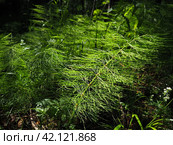 Horsetail Equisetum, genus of vascular plants, department Equisetophyta Ferns. Horsetail sways in the wind. Metamerism, alternation of nodes and internodes. Leaves reduced to scales, whorls at nodes. Стоковое фото, фотограф Юлия Петровская / Фотобанк Лори