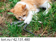 The cat caught a snake and is gnawing on it on the lawn. Hunters of rodents and reptiles. Стоковое фото, фотограф Коханова Наталья / Фотобанк Лори