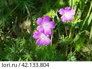 Geranium sylvaticum. Стоковое фото, фотограф Андрей С / Фотобанк Лори