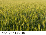 Two-rowed barley or Hordeum distichon growing in the field. Стоковое фото, фотограф VittoriaChe / Фотобанк Лори