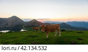 Mountain cow sits on a lawn in a national park at sunset. Стоковое фото, фотограф Татьяна Яцевич / Фотобанк Лори