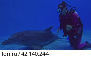 Diving with dolphins in the pool, girl diver communicates with dolphins underwater, strokes them. Стоковое видео, видеограф German Zvyagin / Фотобанк Лори