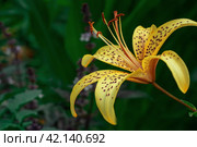 Yellow tiger lily in bloom in garden. Tiger lilies in garden. Lilium lancifolium. Yellow lily flower. Стоковое фото, фотограф Оксана Медведева / Фотобанк Лори